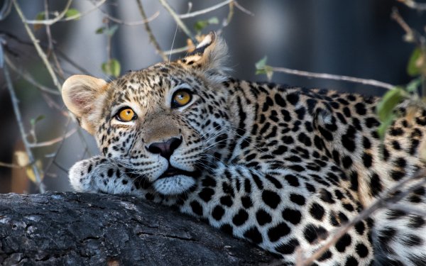 Animal Leopard Cats Resting HD Wallpaper | Background Image