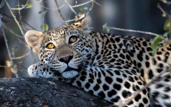 A resting leopard with striking eyes lies on a tree branch, captured in this HD animal wallpaper and desktop background.