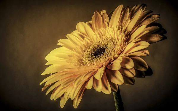 Close-up of a yellow gerbera on a soft brown backdrop, 4K Ultra HD PC desktop wallpaper and nature flower background