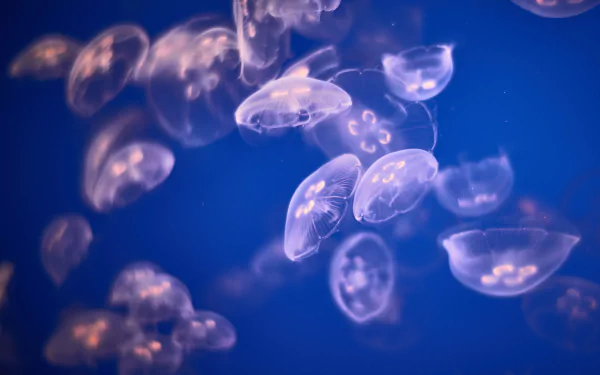 A 4K Ultra HD desktop wallpaper showing translucent jellyfish floating gracefully in a deep blue underwater scene.
