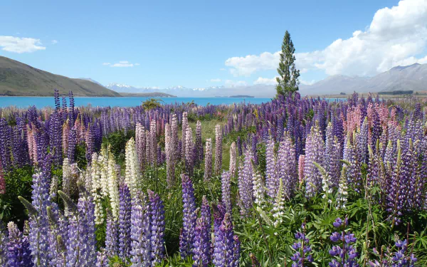 4K Ultra HD PC desktop wallpaper: panoramic nature landscape of lupine fields with purple and white flowers, a distant lake and a bright blue sky.
