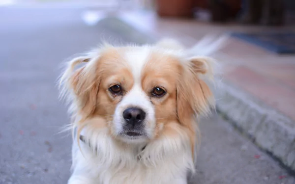 muzzle Animal dog HD Desktop Wallpaper | Background Image