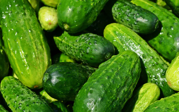 food cucumber HD Desktop Wallpaper | Background Image