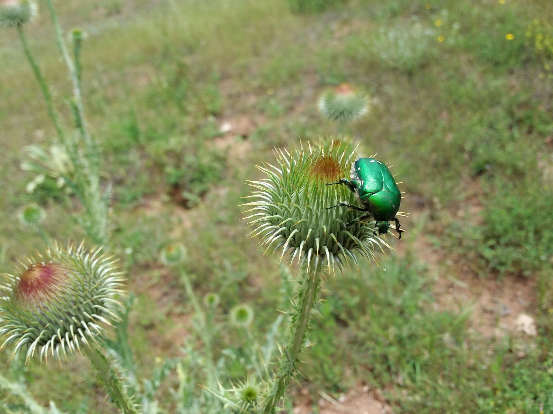 Download Animal Beetle 4k Ultra HD Wallpaper