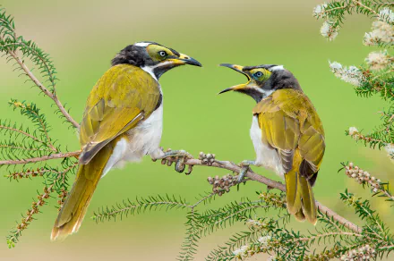  Blue-Faced Honeyeaters