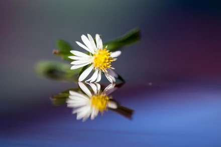 White camomile flower with yellow center reflected on a glossy surface against a soft bokeh backdrop — HD PC desktop wallpaper, nature background.