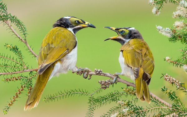 Animal Bird Birds Blue-Faced Honeyeater Branch HD Wallpaper | Background Image