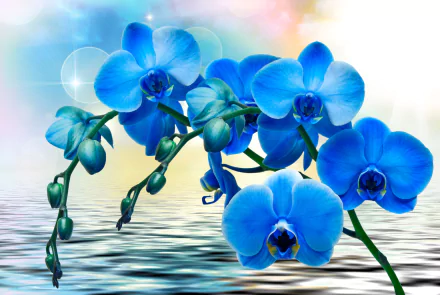 A vibrant display of blue orchids reflected on tranquil water, surrounded by soft, pastel colors, creating a serene nature-inspired HD desktop wallpaper.