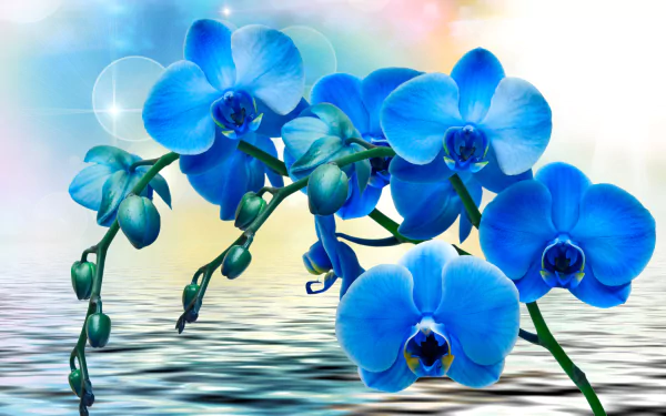 A vibrant display of blue orchids reflected on tranquil water, surrounded by soft, pastel colors, creating a serene nature-inspired HD desktop wallpaper.