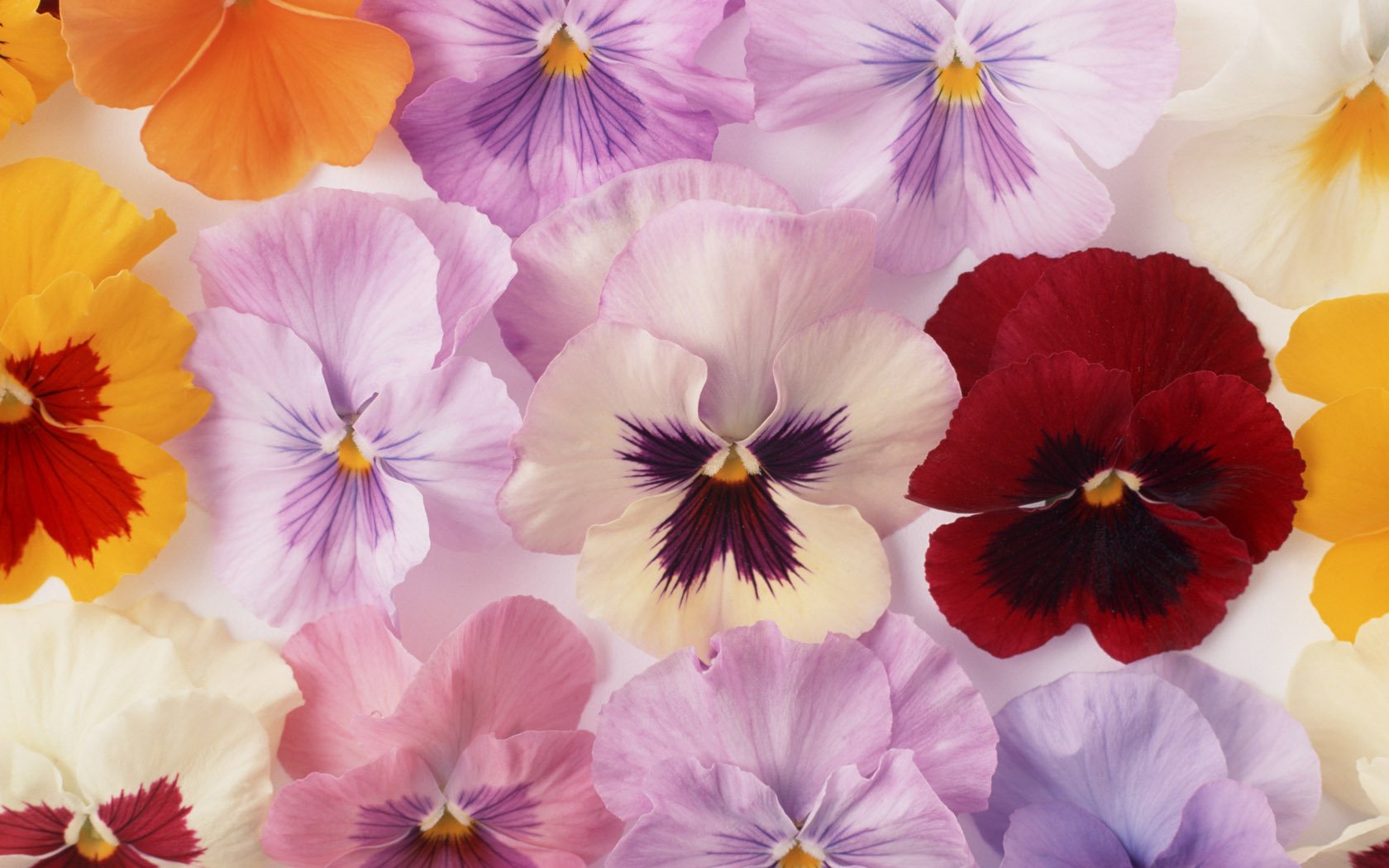 Download Colorful Colors Flower Nature Pansy Wallpaper