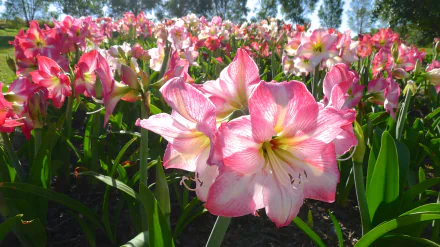 Vibrant pink Amaryllis flowers blooming in a sunlit field, captured in high definition as a nature-inspired PC desktop wallpaper and background.