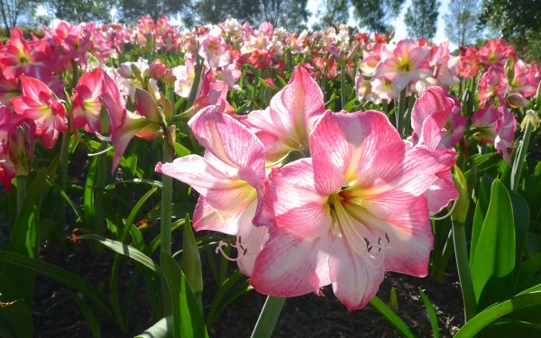 Earth Amaryllis Flowers Flower Pink Flower HD Wallpaper | Background Image