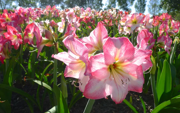 Vibrant pink Amaryllis flowers blooming in a sunlit field, captured in high definition as a nature-inspired PC desktop wallpaper and background.