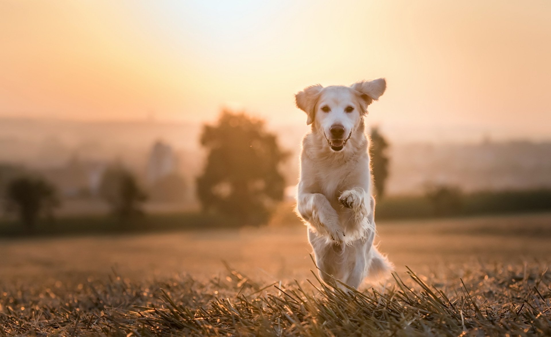 Golden Retriever Hd Wallpaper