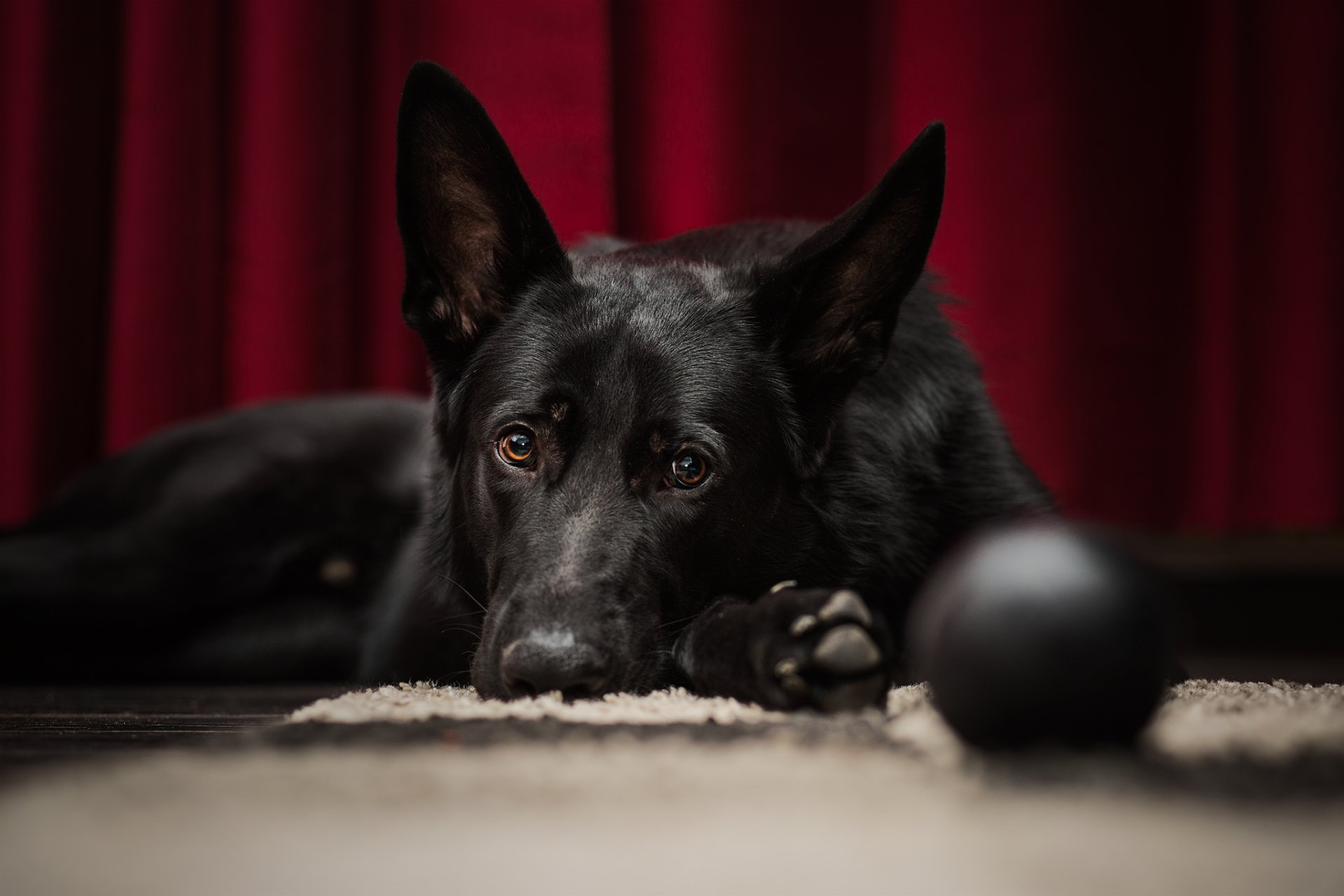 HD desktop wallpaper featuring a resting black German Shepherd dog against a rich red curtain background.