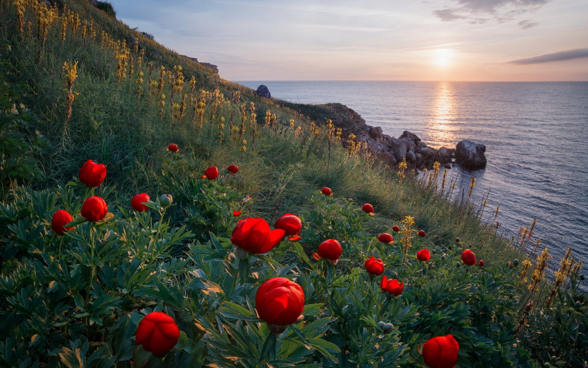 Download Horizon Coast Red Flower Flower Nature Ocean  HD Wallpaper