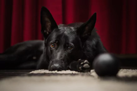 HD desktop wallpaper featuring a resting black German Shepherd dog against a rich red curtain background.
