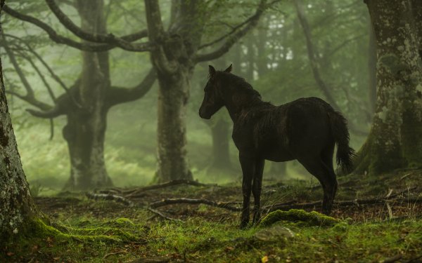 Animal Horse Forest Pony HD Wallpaper | Background Image