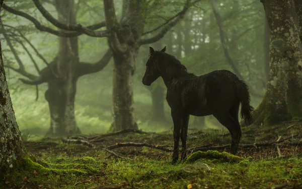 pony forest Animal horse HD Desktop Wallpaper | Background Image