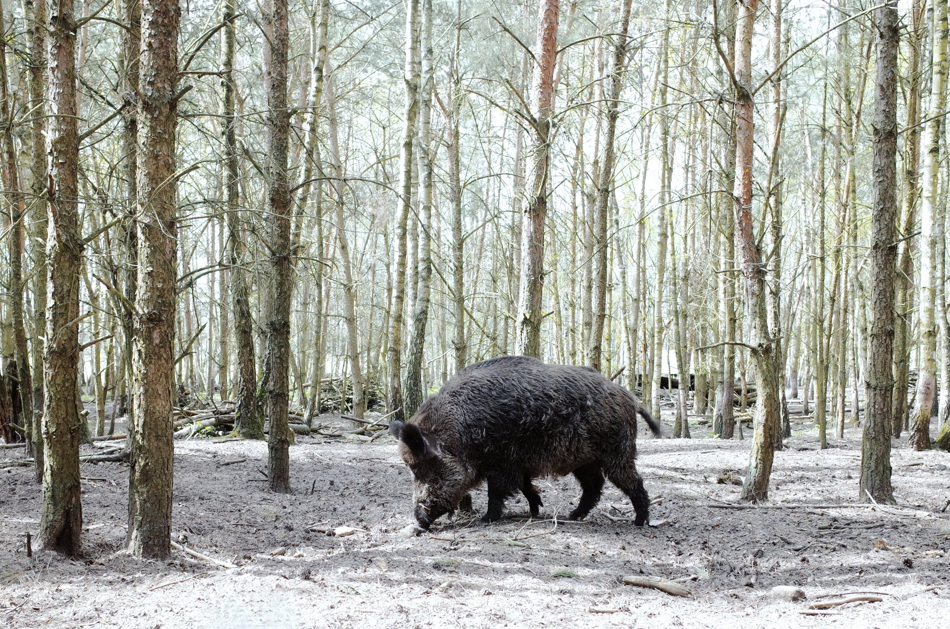 A wild boar walking through a sparse birch forest, depicted in crisp 4K Ultra HD quality as a PC desktop wallpaper and background.