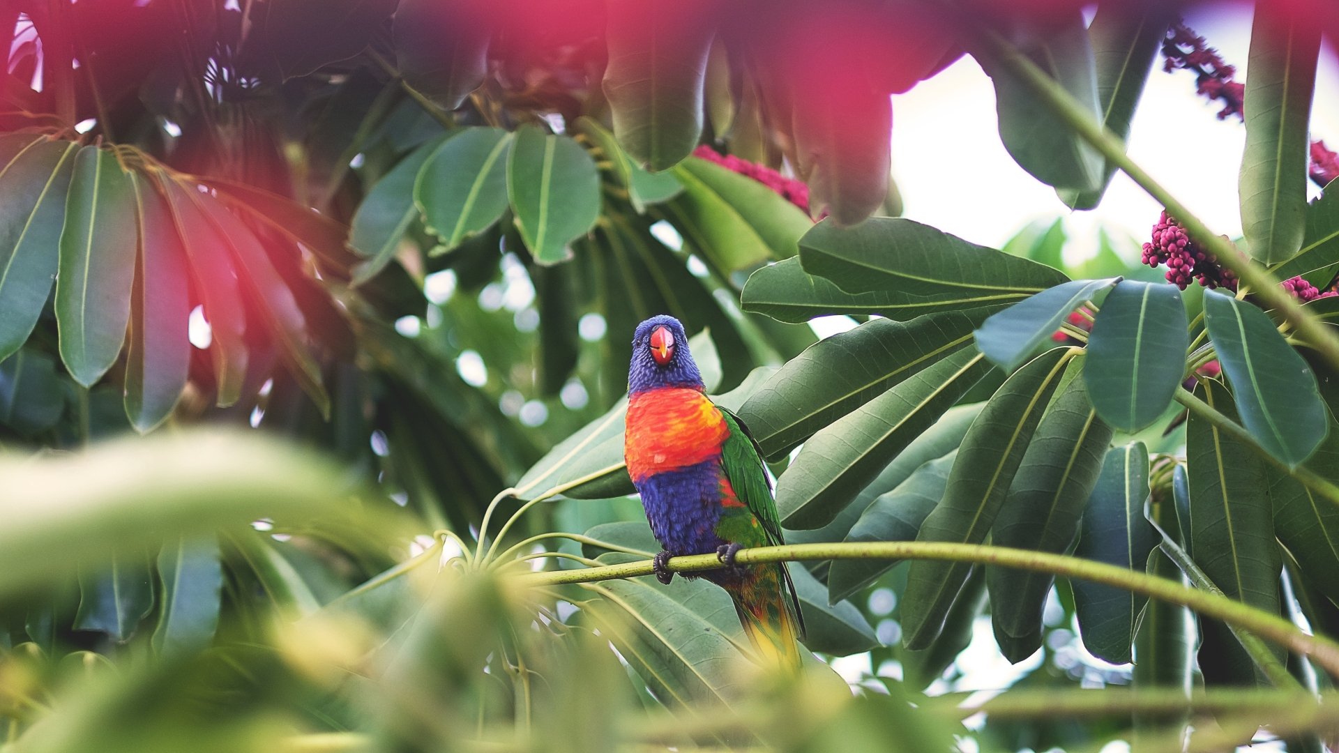 Vivid rainbow lorikeet parrot perched among glossy green leaves — 4K Ultra HD PC desktop wallpaper of a colorful bird in natural foliage.