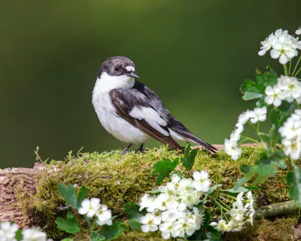 white flower Animal bird HD Desktop Wallpaper | Background Image