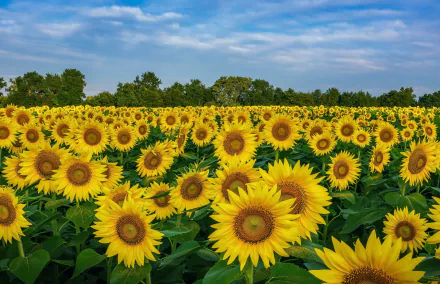 field summer yellow flower nature sunflower HD Desktop Wallpaper | Background Image