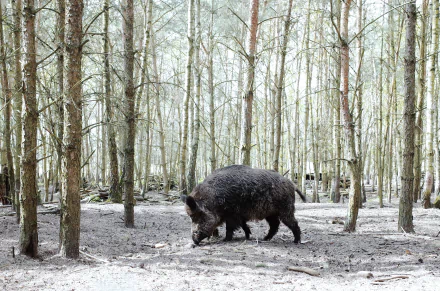 A wild boar walking through a sparse birch forest, depicted in crisp 4K Ultra HD quality as a PC desktop wallpaper and background.