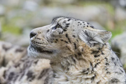 close-up profile Animal snow leopard HD Desktop Wallpaper | Background Image