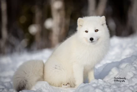 A white arctic fox sits alert on snow with a blurred forest background, captured in sharp 4K Ultra HD quality.