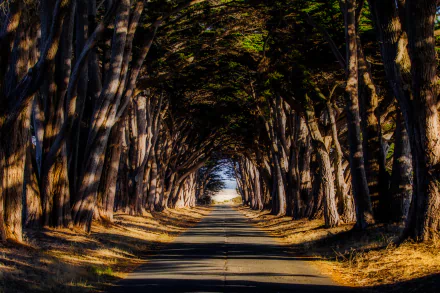 tree tree-lined man made road HD Desktop Wallpaper | Background Image