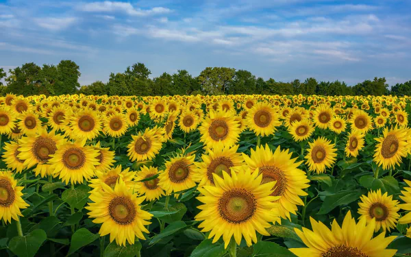 field summer yellow flower nature sunflower HD Desktop Wallpaper | Background Image