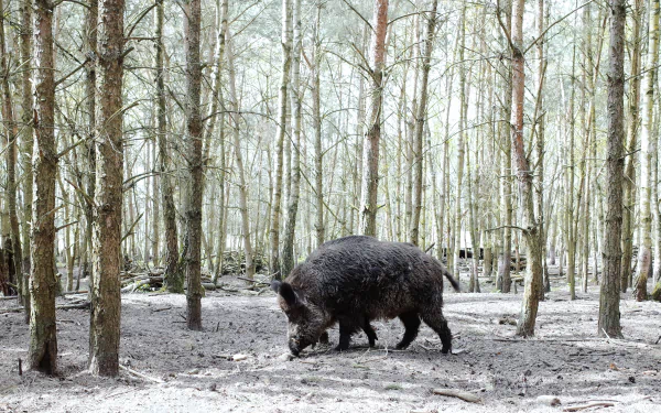 A wild boar walking through a sparse birch forest, depicted in crisp 4K Ultra HD quality as a PC desktop wallpaper and background.
