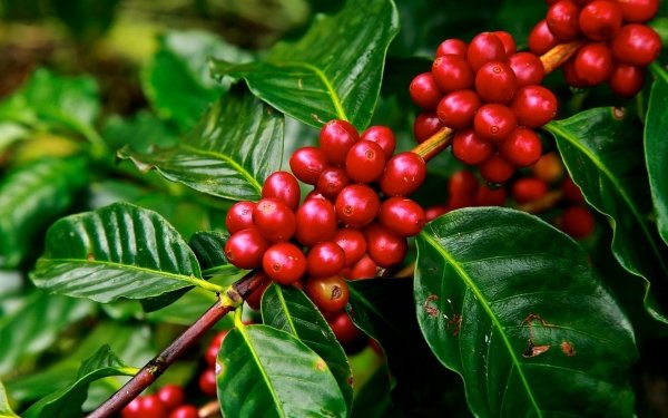 Food Berry Branch Leaf Red Green Coffee Plant HD Wallpaper | Background Image