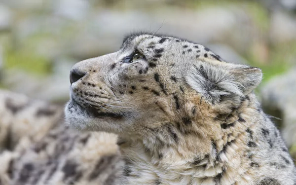 close-up profile Animal snow leopard HD Desktop Wallpaper | Background Image