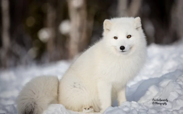 A white arctic fox sits alert on snow with a blurred forest background, captured in sharp 4K Ultra HD quality.
