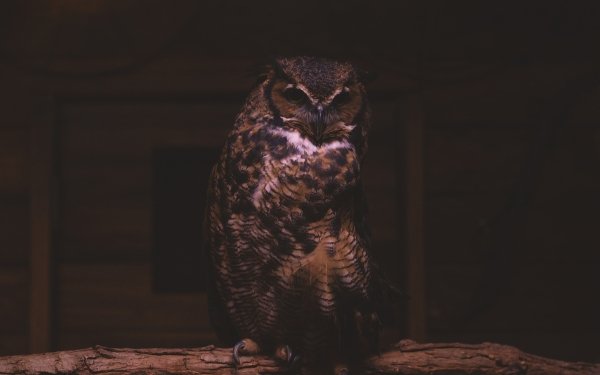 Animal Owl Birds Owls Bird Bird Of Prey HD Wallpaper | Background Image