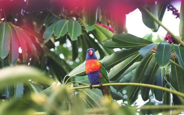 Vivid rainbow lorikeet parrot perched among glossy green leaves — 4K Ultra HD PC desktop wallpaper of a colorful bird in natural foliage.