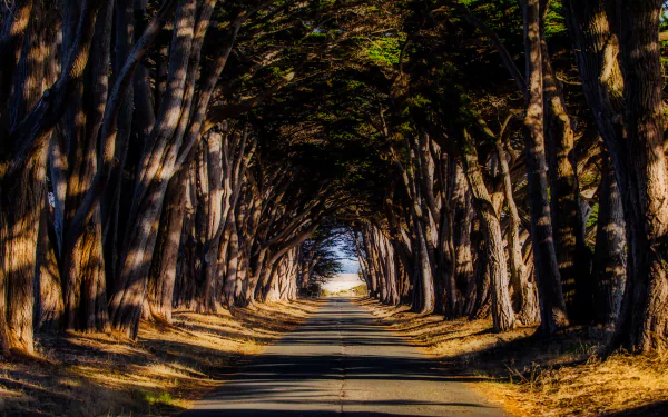 tree tree-lined man made road HD Desktop Wallpaper | Background Image