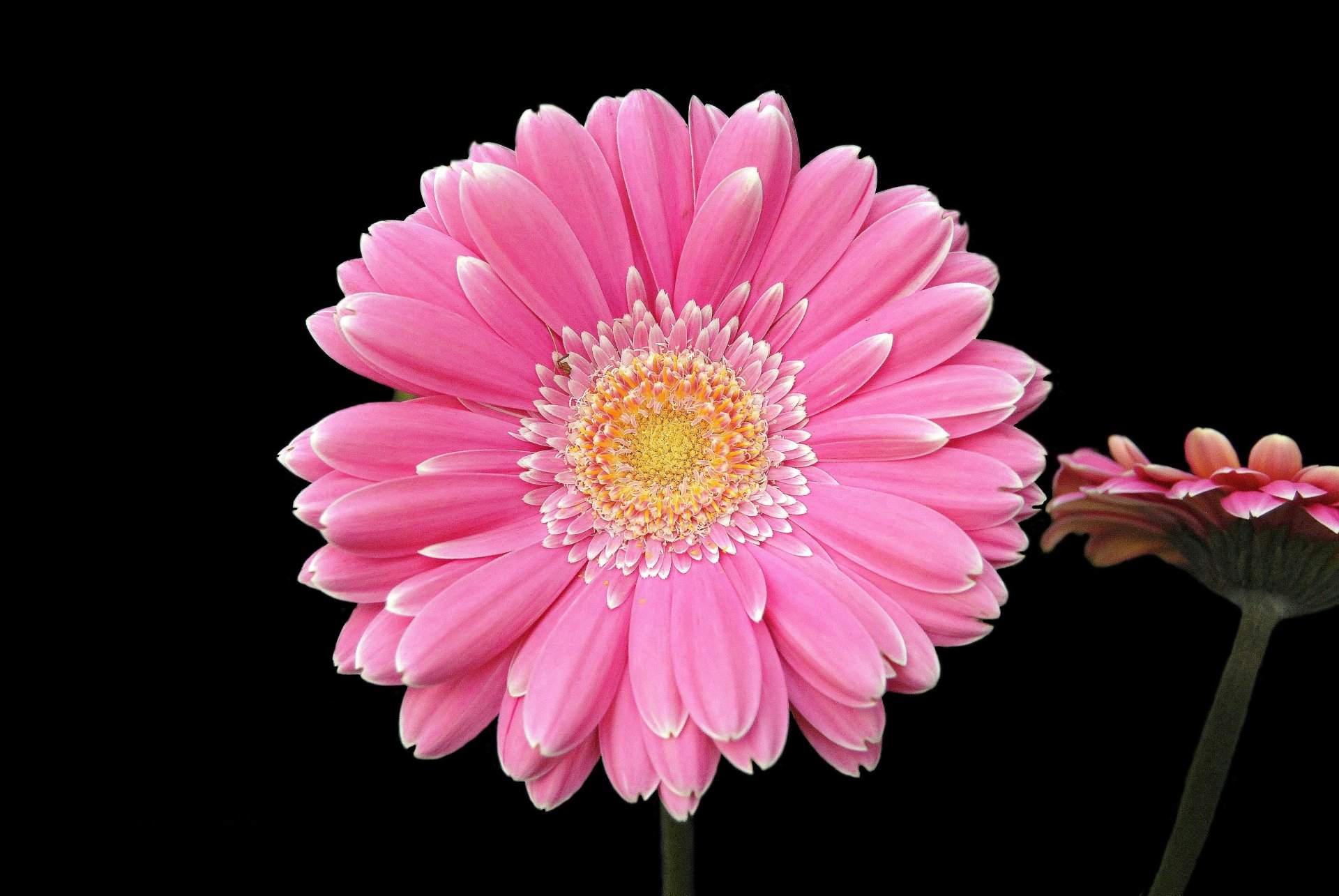 Download Pink Flower Flower Nature Gerbera 4k Ultra HD Wallpaper