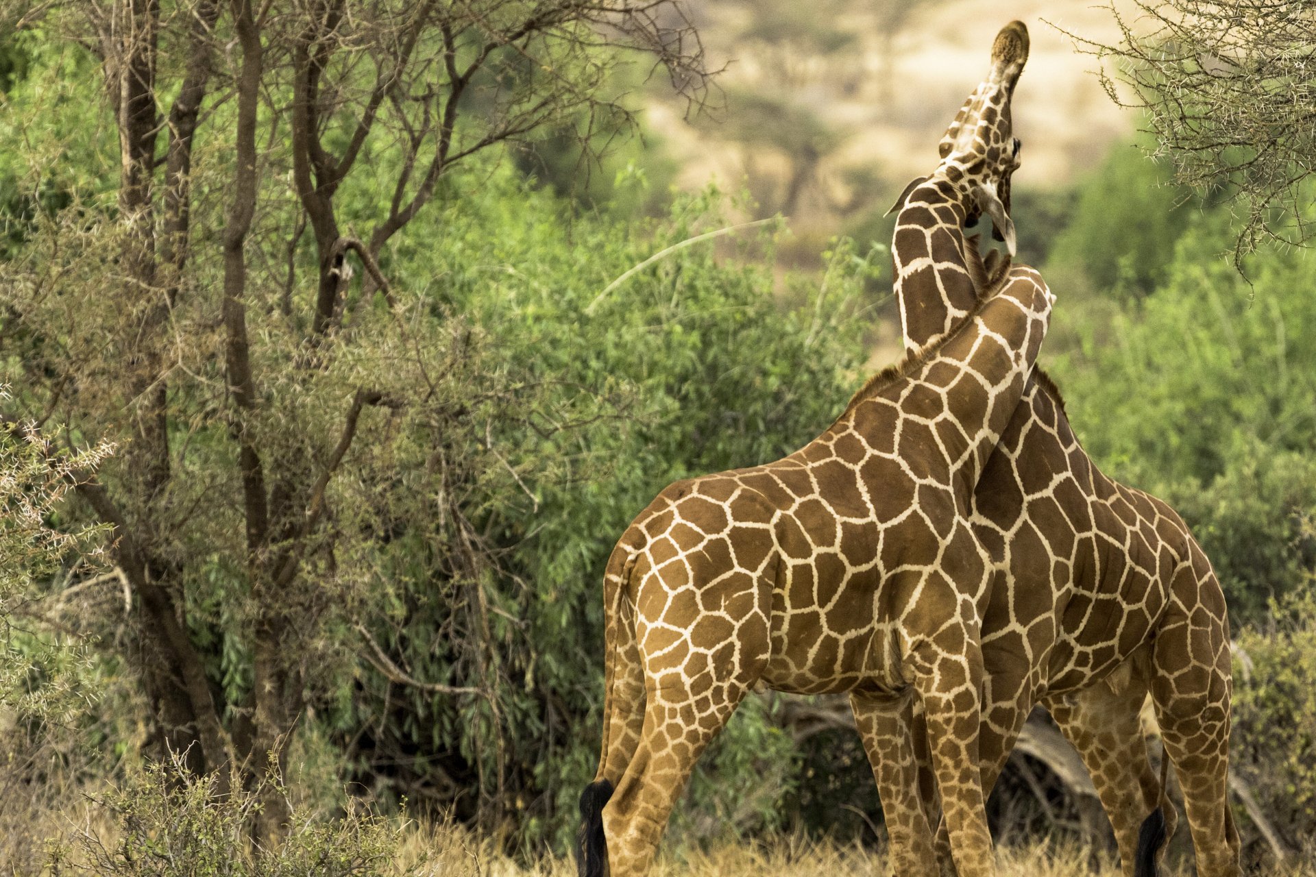 Two giraffes hug, entwining necks in a leafy savanna, an animal couple radiating love — 2K Quad HD PC desktop wallpaper and background.