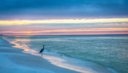 A heron stands on a Gulf Coast beach at sunrise, with the ocean waves gently meeting the shore under a colorful horizon in this HD desktop wallpaper.