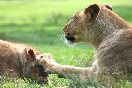 Humorous scene of a lion and cub pawing and nuzzling in green grass — 4K Ultra HD PC desktop wallpaper/background.