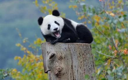 HD PC desktop wallpaper featuring a playful panda resting on a tree stump with a blurred natural background.