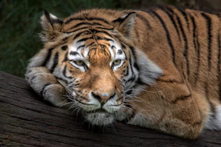 resting Animal tiger HD Desktop Wallpaper | Background Image
