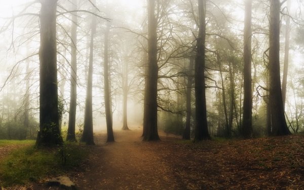 Nature Path Fog Forest Tree HD Wallpaper | Background Image
