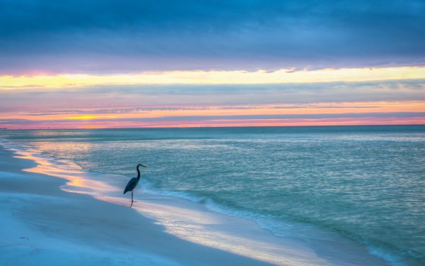 Animal Heron Birds Herons Bird Beach Ocean Gulf Coast Horizon HD Wallpaper | Background Image