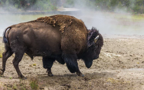 HD desktop wallpaper featuring a powerful American bison walking on misty terrain, showcasing the iconic buffalo in its natural environment.