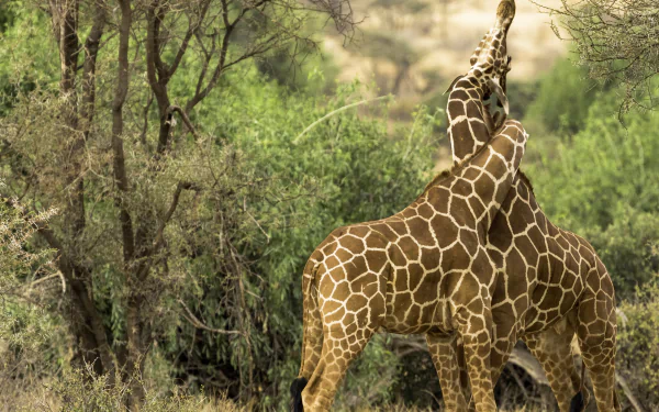 Two giraffes hug, entwining necks in a leafy savanna, an animal couple radiating love — 2K Quad HD PC desktop wallpaper and background.