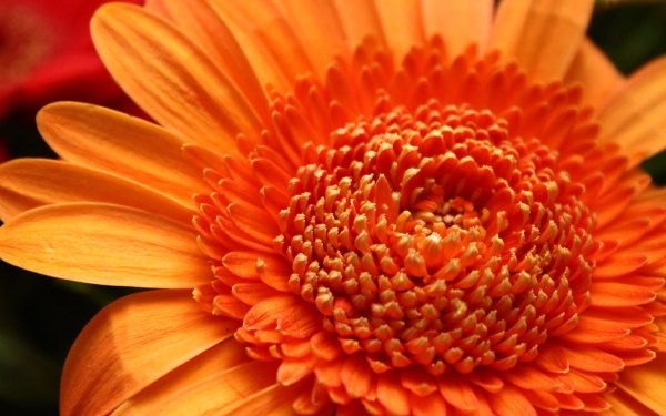 Earth Flower Flowers Macro Orange Flower HD Wallpaper | Background Image